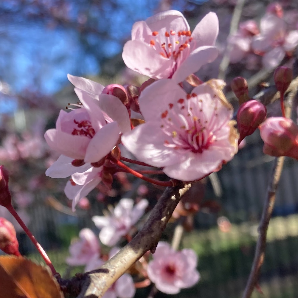 Close up view of light pink cherry blossoms