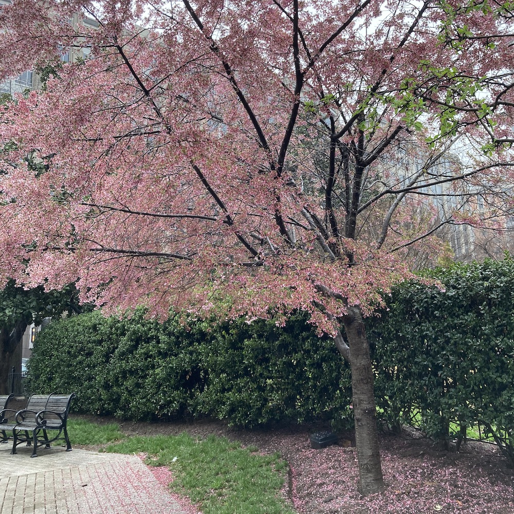 Tree with light pink blossoms in a park
