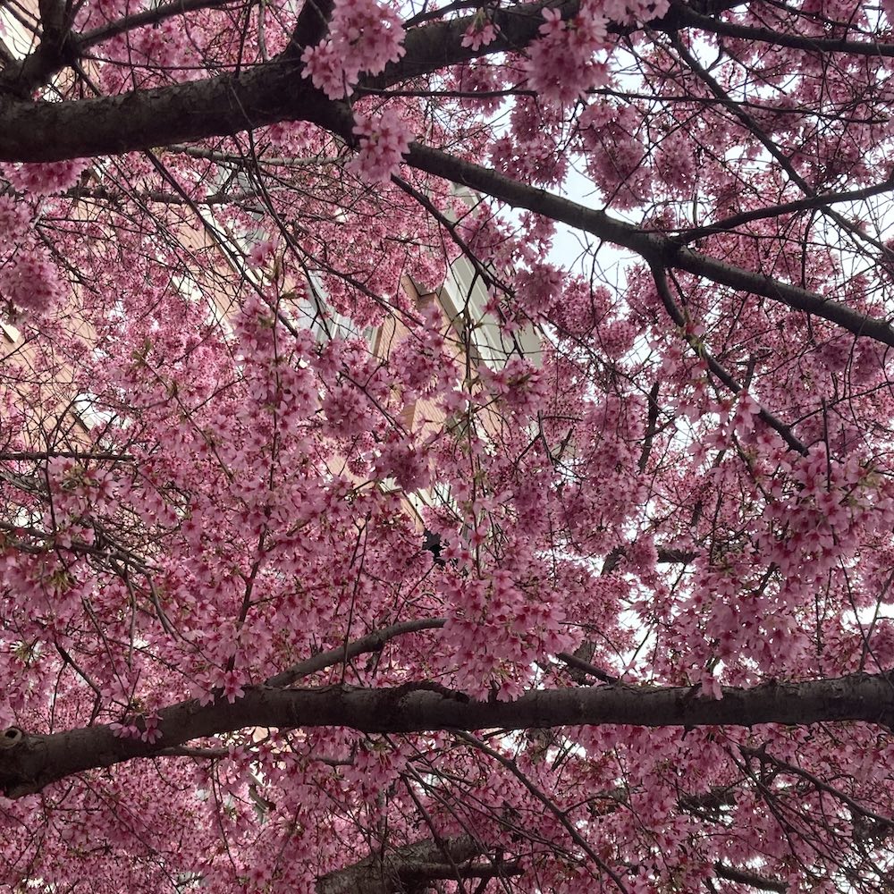 Branches of tree with medium pink cherry blossoms