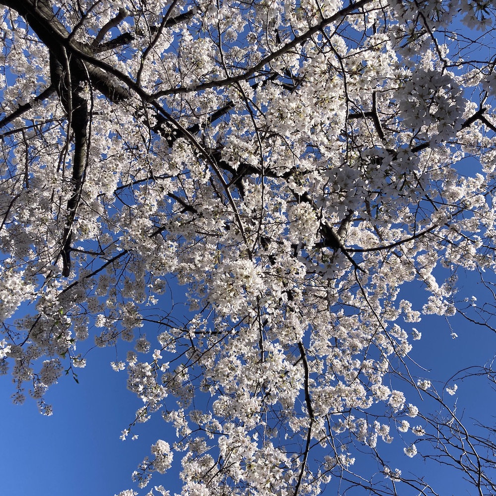 Upward view of a tree with white cherry blossoms against a vivid blue sky